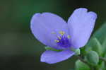 Spiderwort